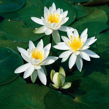 Nymphaea odorata Odorata Alba - Wohlriechende Seerose