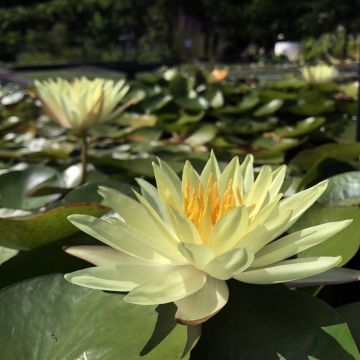 Nymphaea odorata Odorata Sulphurea Grandiflora - Wohlriechende Seerose