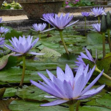 Nymphaea Pennsylvania - Tropische Seerose