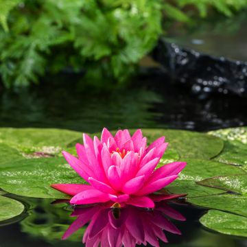 Nymphaea Perry's Magnificent - Winterharte Seerose