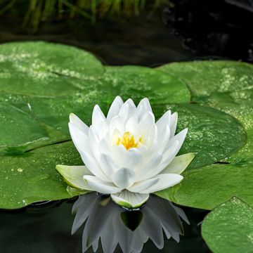 Nymphaea Perry's Double White - Winterharte Seerose