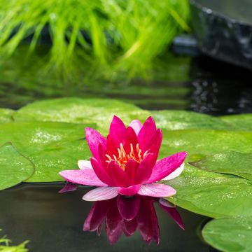 Nymphaea Pygmea Rubra - Winterharte Seerose