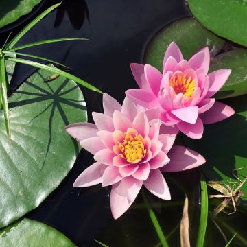 Nymphaea Rose Arey - Winterharte Seerose