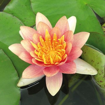 Nymphaea Sioux - Winterharte Seerose