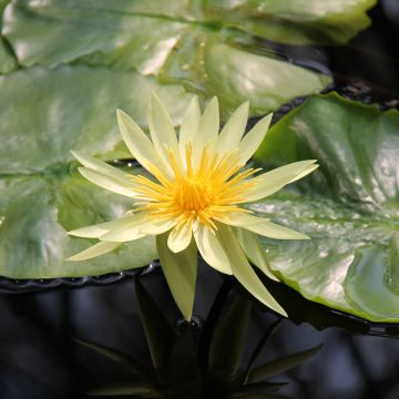 Nymphaea St. Louis Gold - Tropische Seerose