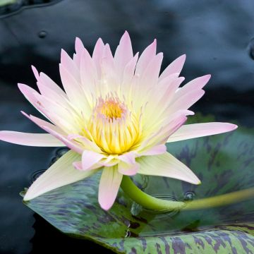 Nymphaea Starbright - Winterharte Seerose