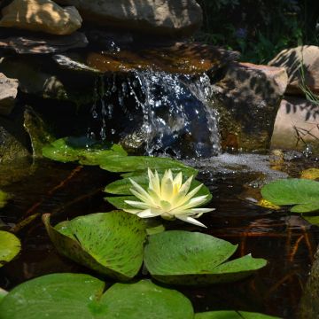 Nymphaea Texas Dawn - Winterharte Seerose