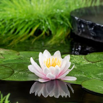 Nymphaea Venusta - Winterharte Seerose