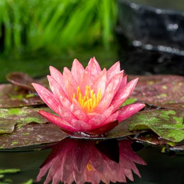 Nymphaea Wanvisa - Winterharte Seerose