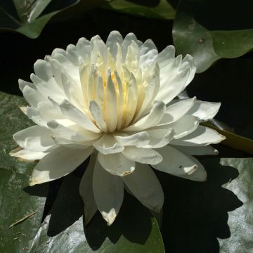 Nymphaea White 1000 Petals - Winterharte Seerose