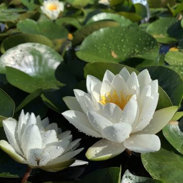 Nymphaea White Sultan - Winterharte Seerose