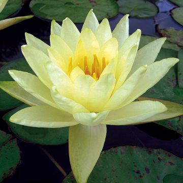 Nymphaea Yellow Enigma - Winterharte Seerose