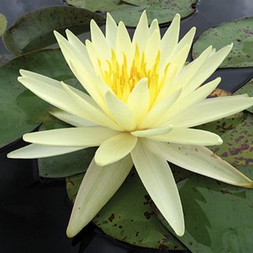 Nymphaea Yellow Queen - Winterharte Seerose