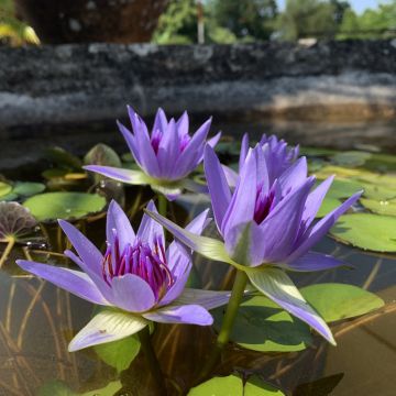 Nymphaea colorata - Bunte Seerose