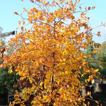 Nyssa sylvatica Autumn Cascades - Wald-Tupelobaum