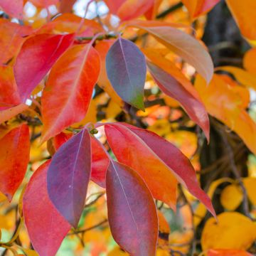 Nyssa sylvatica Red Rage - Wald-Tupelobaum