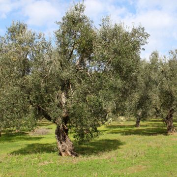 Ölbaum Frantoio - Olea europaea