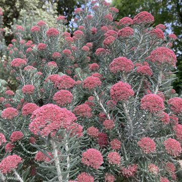 Ozothamnus rosmarinifolius Silver Jubilee - Ozothamnie