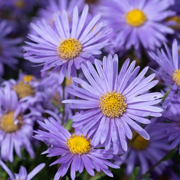 Oeil de Christ Grunder - Aster amellus Grunder