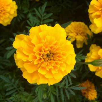 Niedrige Studentenblume Queen jaune vif - Tagetes