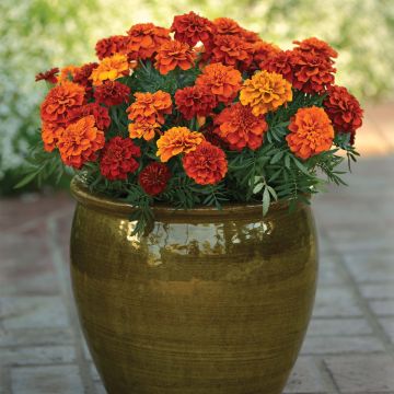 Niedrige Studentenblume Fireball - Tagetes