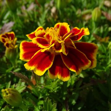 Niedrige Studentenblume Queen Yellow Fire - Tagetes