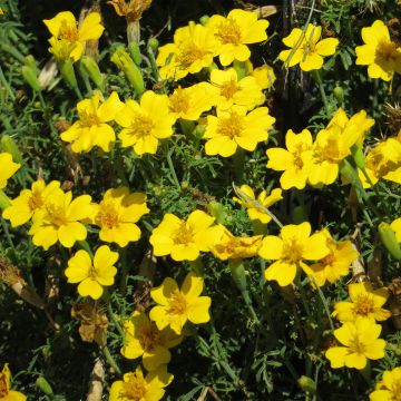 Studentenblume Lemon Gem - Tagetes tenuifolia