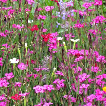 Heide-Nelke Micro Chips (Samen) - Dianthus deltoides