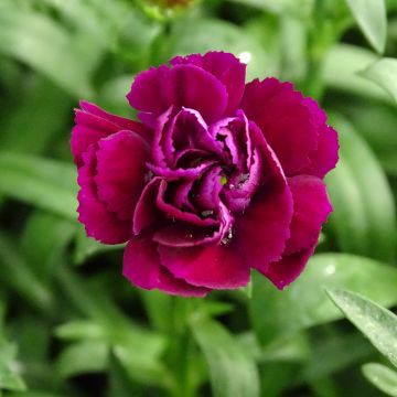 Garten-Nelke Sunflor Beetle - Dianthus