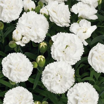 Garten-Nelke Sunflor Cosmos - Dianthus