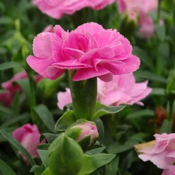 Garten-Nelke Sunflor Evert - Dianthus