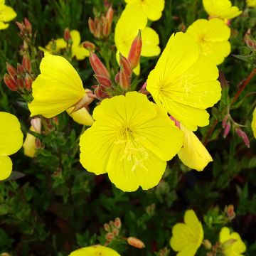 Oenothera fruticosa Hohes Licht - Stauden-Nachtkerze