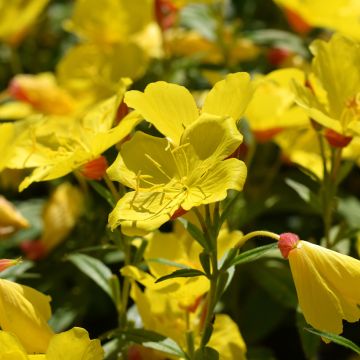 Oenothera fruticosa Sonnenwende - Stauden-Nachtkerze