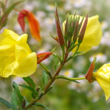 Oenothera glazioviana - Rotkelchige Nachtkerze