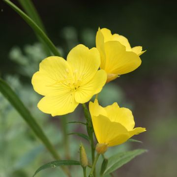 Oenothera missouriensis - Missouri-Nachtkerze