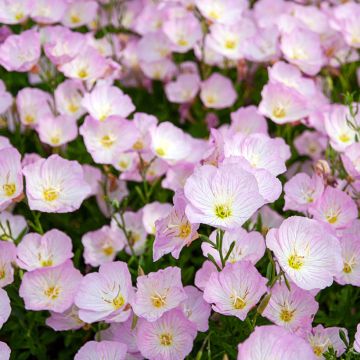 Oenothera speciosa - Oenothère rose