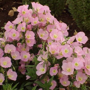 Oenothera speciosa Evening Pink (Samen) - Weiße Nachtkerze