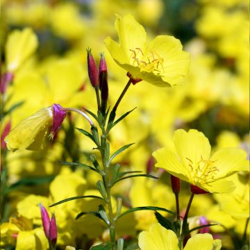 Oenothera Pénélope Hobhouse - Nachtkerze