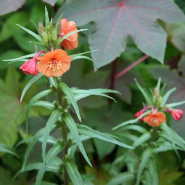 Oenothera versicolor Sunset Boulevard - Orangerote Nachtkerze