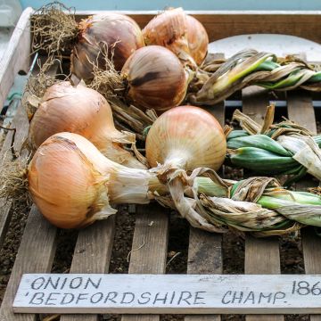 Küchen-Zwiebel Bedfordshire Champion