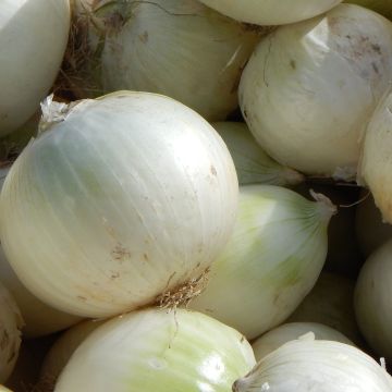 Weiße Zwiebel Blanc de Rebouillon