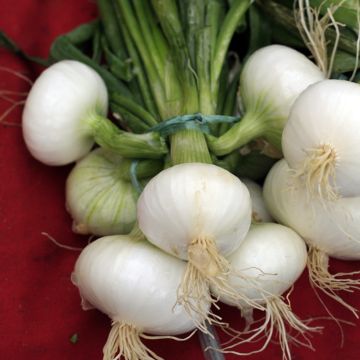 Oignon Blanc très hâtif de Vaugirard - Vilmorin