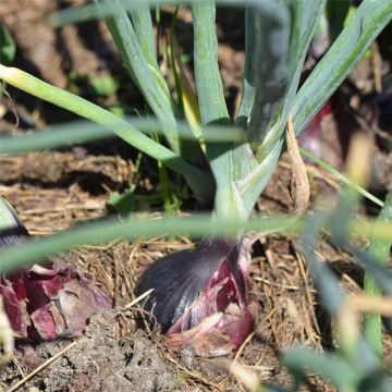 Zwiebel Robelja Bio - Ferme de Ste Marthe