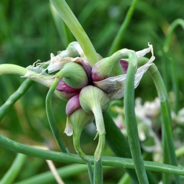 Allium x proliferum - Etagenzwiebel