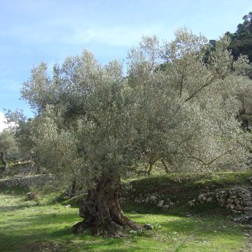 Ölbaum (Stengel) - Olea europaea