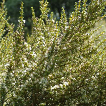 Olearia solandri Aurea - Baumaster