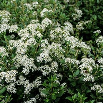 Olearia haastii - Baumaster