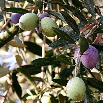 Ölbaum Aglandau - Olea europaea