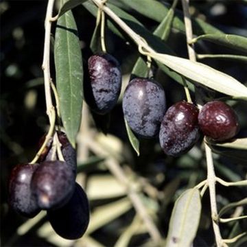 Ölbaum Cailletier - Olea europaea