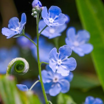 Omphalodes cappadocica - Kaukasus-Gedenkemein